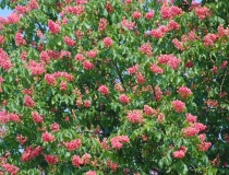 Aesculus carnea Briotii – Roßkastanie