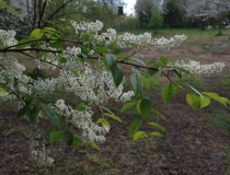 Prunus padus – Traubenkirsche