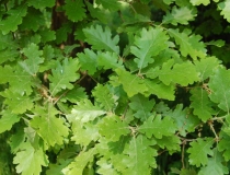 Quercus pubescens – Flaumeiche