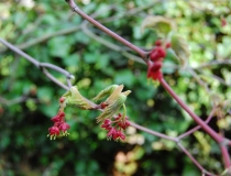 Acer jap. Aconitifolium – jap. Feuerahorn-Blüte