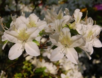 Azalea-jap. – weiß