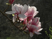 Magnolia soulangeana