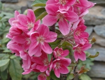 Malus moerlandsii – Liset