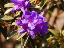 Rhododendron impeditum – Kissen-Rhododendron