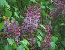 Syringa vulgaris – Flieder