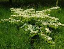 Viburnum plicatum Mariesii – Japanischer Schneeball