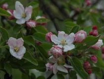 Malus – Apfelbaum in Blüte