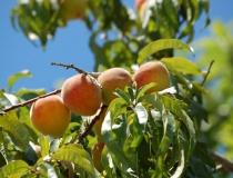 Prunus persica – Pfirsisch