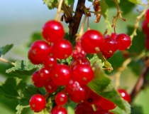 Ribes rubrum – rote Johannisbeere