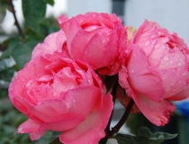 Rosa – Englische rose