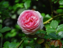 Rosa – Englische Rose – Hybride