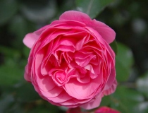 Rosa – Englische Rose