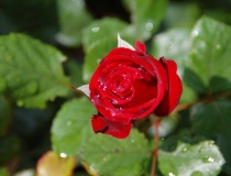 Rosa – T-Hybride – rot