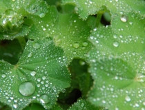 Alchemilla mollis– weicher Frauenmantel