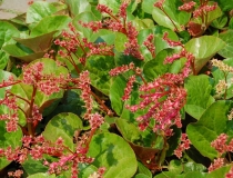 Bergenia ciliata – Kaschmir Bergenie