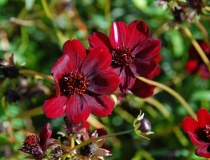 Cosmos atrosanguineus – Schokoladenblume