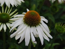 Echinacea Hybride – Sunrise