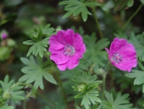 Geranium – Max Frey – Storchschnabel