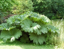 Gunnera manicata – Mammutblatt