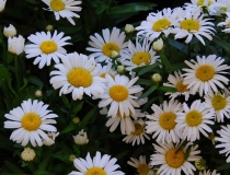 Leucanthemum Maximum – Hybride – Gartenmargerie