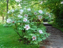 Paeonia suffruticosa – Hybride – weiß