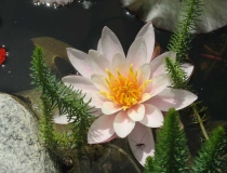 Nymphaea alba – weiße Seerose