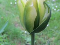 Tulipa – Green Spring – Tulpe