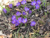 Crocus bot. – blau