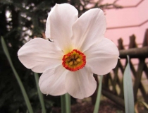 Narzissus poeticus actaea