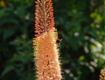 Eremurus – Steppenkerze