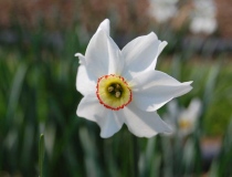 Narcissus poeticus – Dichternarzisse