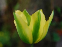 Tulipa vridiflora – Tulpe gelb