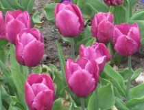 Tulipa – Tulpe